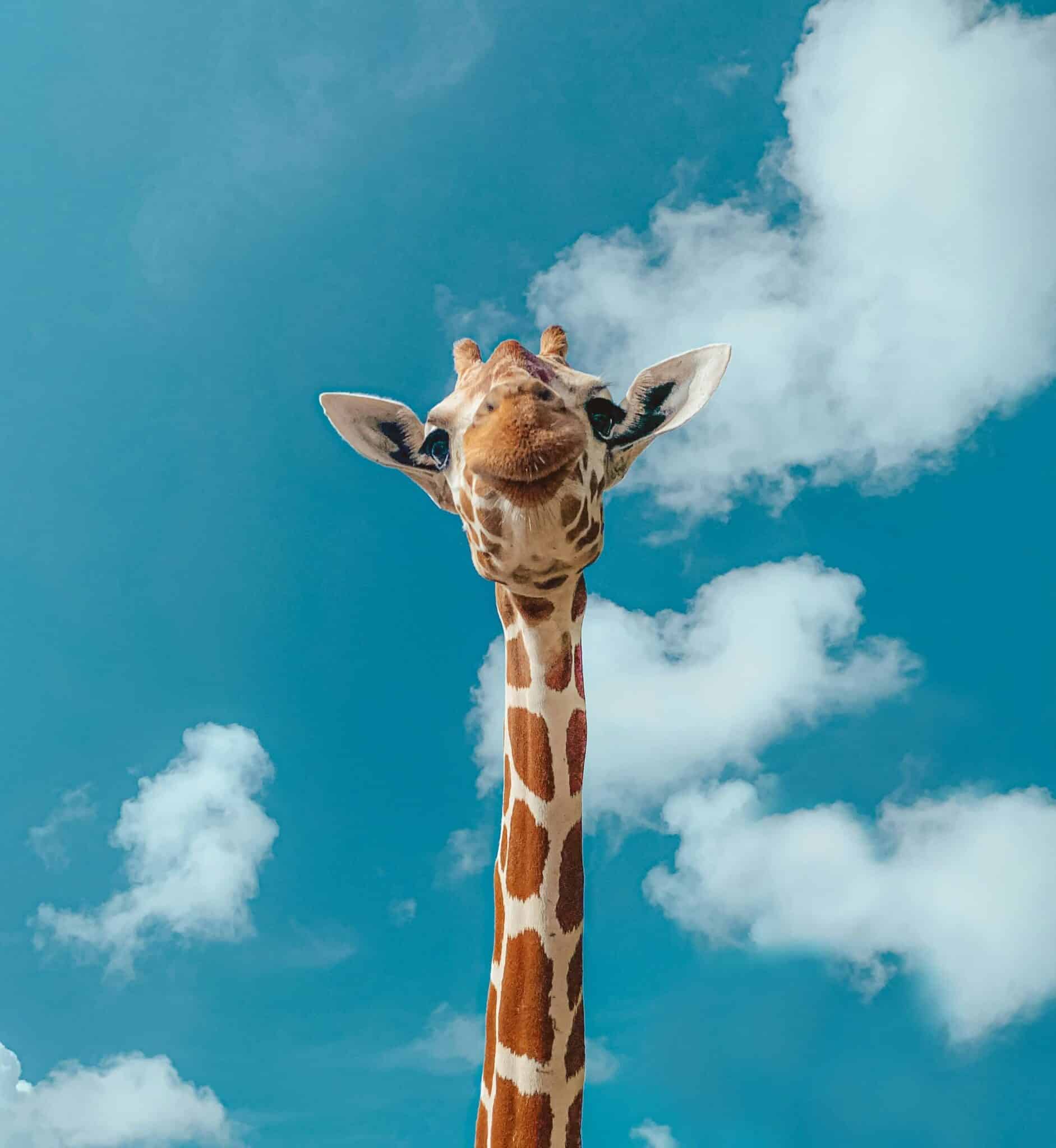 girafe